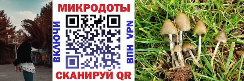 Псилоцибиновые грибы Psilocybe  Ясногорск 